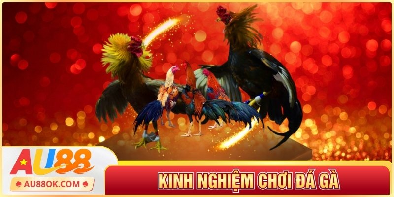kinh nghiệm chơi đá gà